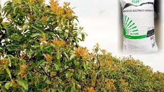 NITROGEN ON ITS BEST ON HASS AVOCADO, AMMONIUM SULPHATE#Agriculture#farming#motivation