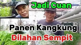 EPS.150.Tanam dan panen kangkung jadi Cuan dilahan sempit #berkebun #petiksayur #pertanian 