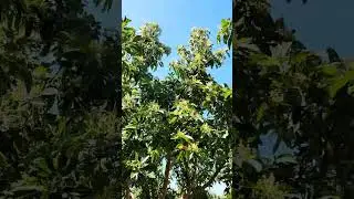avocado tree with bees? #florida #sunny #avocado #avocadotree #bees