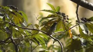 Mistletoebird (Dicaeum hirundinaceum) (2)