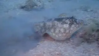 Yellow Spotted Stingray: Urobatis jamaicensis at BHB - Tallahassee SCUBA instructor Gabrielle