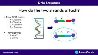 NCEA Science Level 1 Biology: DNA Structure and Alleles