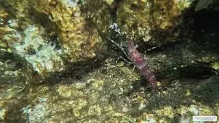 Coonstripe Shrimp | Vancouver Island | Underwater 4K | Snorkelling | 31 10 2025