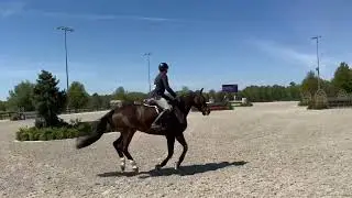 Heartbreaker FF - 2012 KWPN Hunter Horse For Sale