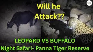 Leopard Hunting 🐆 Night Safari- Panna Tiger Reserve|Why Sloth Bears are Harder to Find than Tigers?