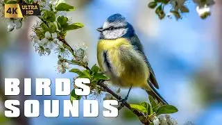 11 Hours of Birds Singing - Relaxing Bird Sounds for Sleep & Relaxation, Morning Birds Songs
