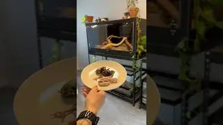 feeding my boa constrictor Akaza a frozen/thawed quail 🐤🖤 #reptile #reptiles