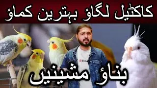 New fancier ke liye Ali Shah ka ahem pegham | Cheap price birds | Cockatiel | Love birds | Java