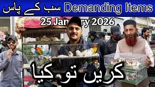 Lalukhet  birds market part 2 25 January 2026 | Cheapest price birds market in Karachi Pakistan