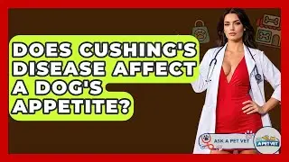 Does Cushing's Disease Affect A Dog's Appetite? - Ask A Pet Vet