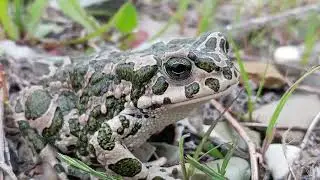 European green toad - Bufotes viridis - მწვანე გომბეშო