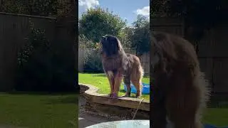Looking for cats #leonberger #cutedogs #