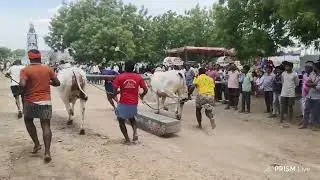 బేస్తవారిపేట మండలం ప్రకాశం జిల్లా చింతలపాలెం గ్రామంలో రెండు పళ్ళు వెంకటగిరి హేమలత నాయుడు గిత్తలు