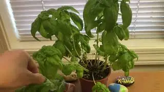 My Basil Plant Harvesting Time 🍃 🚜| Tempe, Arizona USA