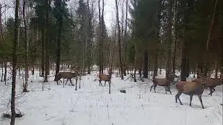 Deer stags running through the winter forest. Wild Animal Watching Бегущие по лесу олени рогачи