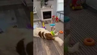 Adorable Toddler Stacks Toys on Her Dog&rsquo;s Tail &ndash; Too Cute for Words!