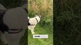 Zara's Story: Abandoned Dog's Wild Heart Heals #shorts