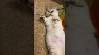 Rescue Kitten Sleeping on back with Paws up #rescuekitty #kitten #cat #catlover #sleepingcats