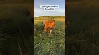 Bila Shaka Male Lions (Chongo & Kiok) | #lion #shorts #masaimara #wildlife #viralshorts  #animal