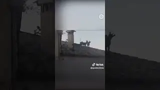 Imatge #sorprenent: unes #cabres salten de teulada en teulada a #X&egrave;rica - #M&oacute;nAnimal #&Agrave;Punt