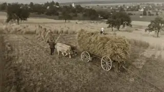 Ручная уборка урожая, как в 1800 году.