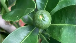 Washington Navel Orange Tree / Fruit Set! #Orangetree