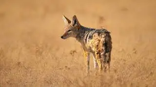 Jackals are crazy amazing animals, this is the sounds they make.