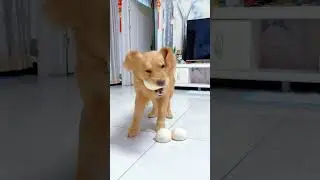 Cute pet, golden retriever, it's a dry dog gluttony, Record the daily life of fur kids #225