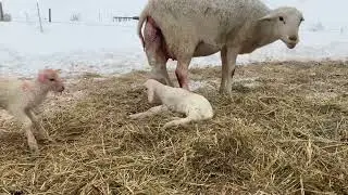 Introduction to Katahdin Sheep Genetic Selection from The Galena Homestead