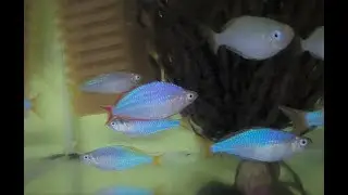 Melanotaenia praecox - Gavůnek diamantový - akvaristika
