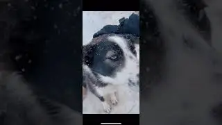 Husky Farm & Dog Sledding | Troms&oslash; |Northern Norway