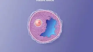 Maturation of the Follicle and Oocyte HD Animation