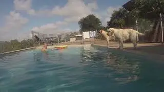 17 jan biscuit rides the surfboard