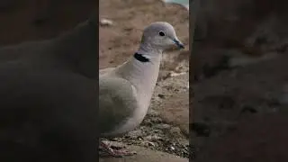 Canto de la t&oacute;rtola turca #animales #cantodepajaros #aves
