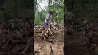 Use Amazing Hoe To Dig Earthworms For Feeding Ducks In Farm !