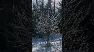 Magic Tree #glowing #sun #nature