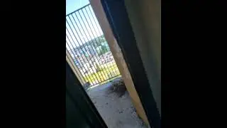 🥚🕊️ NIE ŚPIĘ BO OBSERWUJĘ GOŁĄBKI