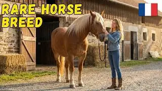 France&rsquo;s Hidden Mountain Horse - The Auvergne Horse Breed You&rsquo;ve Never Heard Of