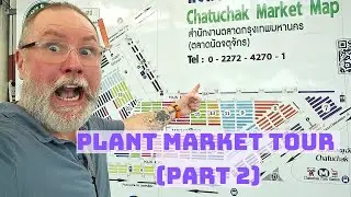 Chatuchak Plant Market Part 2