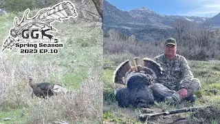 Spring Turkey Hunting Rocky Mountain Merriam's ( Harvested With Heavy 18, #9 Shot)