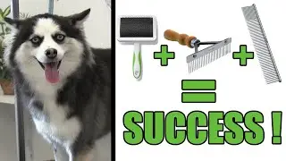 How To Deshed & Brush Your DOG | Pro Grooming Tutorial !