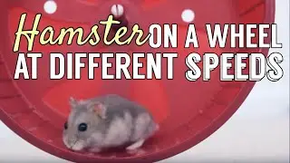 Hamster Running Wheel at Different Speeds