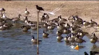 Border Collies Could Be Solution To Problem Resident Geese