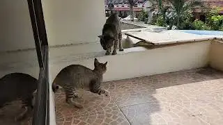 Mega battle of cats