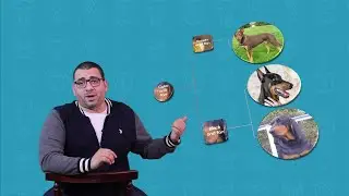 شرح لألوان الكلاب وأمثلة لأنواع من الكلاب في كل لون - أصل الكلب