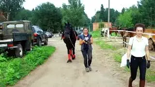 Friesian Mare Maxima