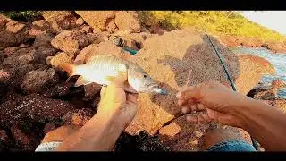 Zman are awesome!!!| crazy action of travelly | fishing in goa 2021