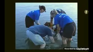 Sh-boom - Tribute to Winter The Dolphin