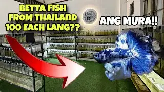 IBA’T IBANG KLASE NG BETTA FISH FROM THAILAND NA MABENTA AT PATOK SA MGA HOBBIEST!!😱😱😱