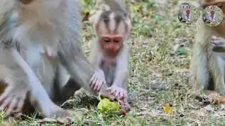 mencari makan || dia tak mau melepas pegangannya dari dada ibu